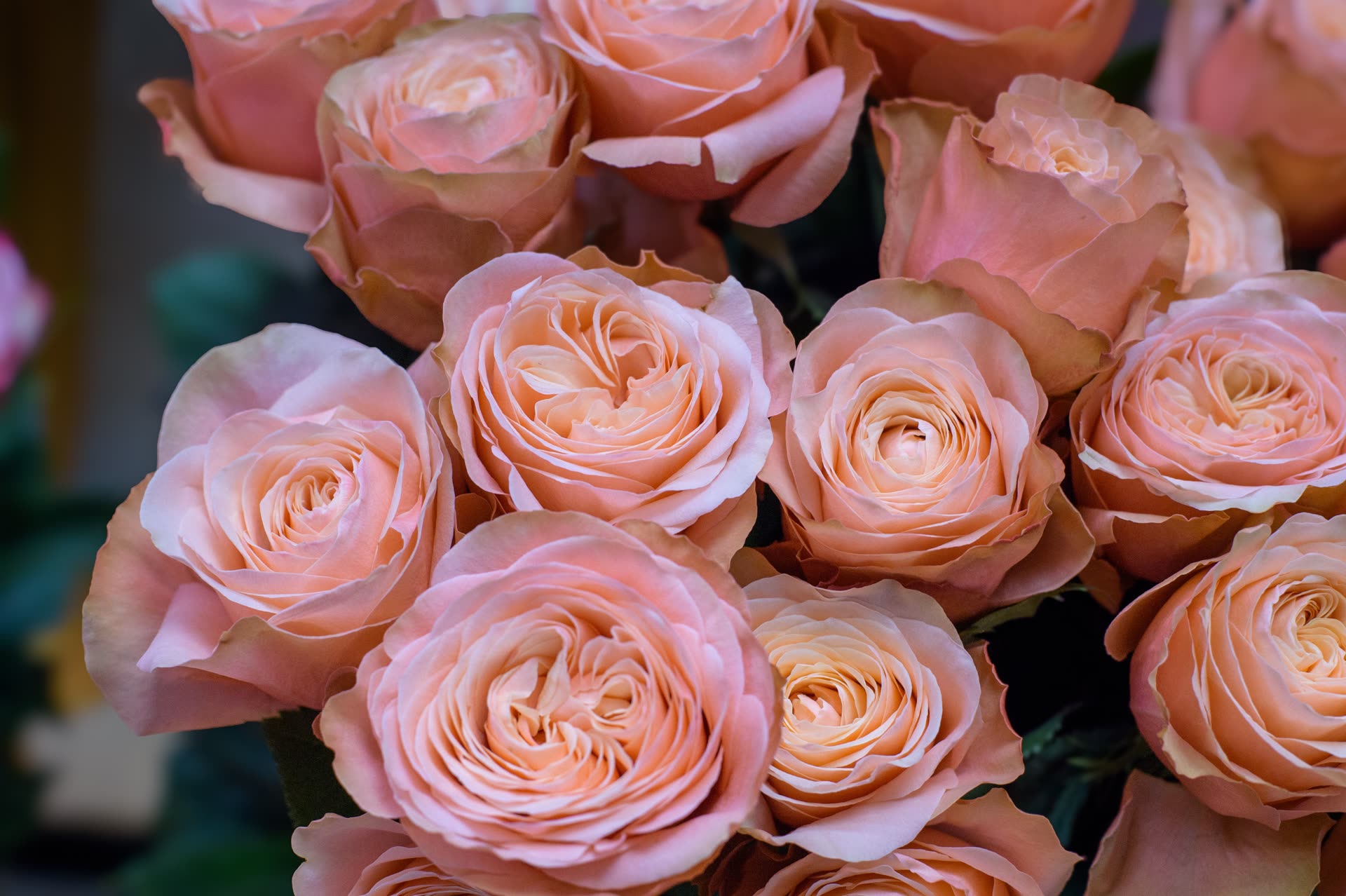 Sfeerbeeld rozen